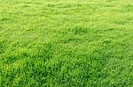 Green Grass Field Stock Photo