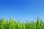 Green Grass On A Sky Background Stock Photo