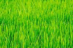 Green Grass Rice Field Stock Photo