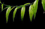Green Leaf With Black Background Stock Photo