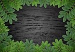 Green Leaf With Wood Background Stock Photo