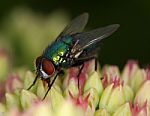 Greenbottle Stock Photo