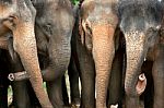 Group Of Elephant  Stock Photo