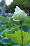 Group Of Lotus Leaves Stock Photo