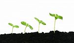 Growing Plants Stock Photo