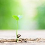 Growing Plants On Wooden Table Stock Photo