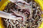 Hand Showing Giant Tiger Prawn Stock Photo