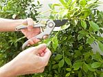 Hands Are Cut Bush Clippers Stock Photo