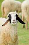 Happy Sheep With Smile  Stock Photo