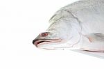 Head Of Featherback Fish Stock Photo