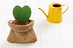 Heart Plant In Pot With Watering Can Stock Photo