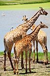 Herd Of Giraffe