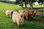 Highland Cows Stock Photo