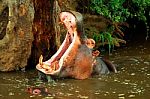 Hippopotamus With Baby Stock Photo