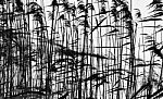 Horizontal Black And White Grass Closeup Background Silhouette B Stock Photo