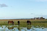 Horses Grazing On The Farm Stock Photo