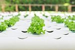 Hydroponic Vegetable Is Planted In A Garden Stock Photo