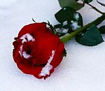 Iced Rose For Valentines