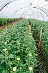 Inside Greenhouse Of Chrysanthemum Flowers Farms Stock Photo