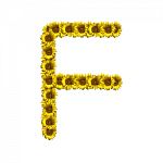Isolated Sunflower Alphabet F Stock Photo