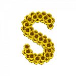 Isolated Sunflower Alphabet S Stock Photo