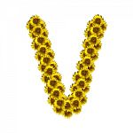 Isolated Sunflower Alphabet V Stock Photo