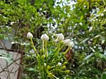 Jasmine Bud Stock Photo