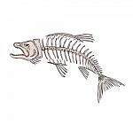 King Salmon Skeleton Drawing Stock Photo