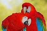 Kissing Macaws Stock Photo
