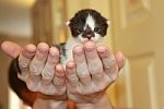Kitten In Hands Stock Photo