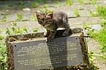 Kitten On Top Of A Sign Stock Photo