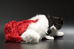 Kitten With Santa Hat Stock Photo
