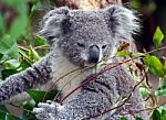 Koala Stock Photo