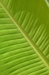 Light From Behind Banana Leaf For Background Stock Photo