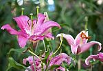 Lily Flower In A Garden Stock Photo