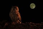 Long Eared Owl And Full Moon Stock Photo