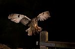 Long Eared Owl In Flight Stock Photo