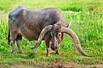 Long Horn Water Buffalo Stock Photo