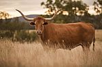 Longhorn Cow In The Paddock Stock Photo