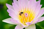 Lotus & Bee Stock Photo