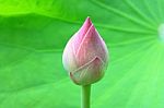 Lotus Flower Bud Stock Photo