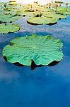 Lotus Leaf On Pond Stock Photo