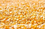 Maize Corn Stock Photo