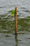 Mangrove Seedlings In The Rain Stock Photo
