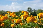Marigold Flowers  Stock Photo