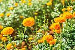 Marigold In A Plantation Stock Photo