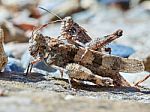 Mating Grasshoppers Stock Photo