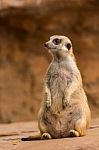 Meerkat Looking Around And Checking Out It's Surroundings Stock Photo