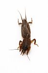 Mole Cricket Stock Photo