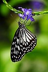 Monarch Butterfly Closeup Stock Photo